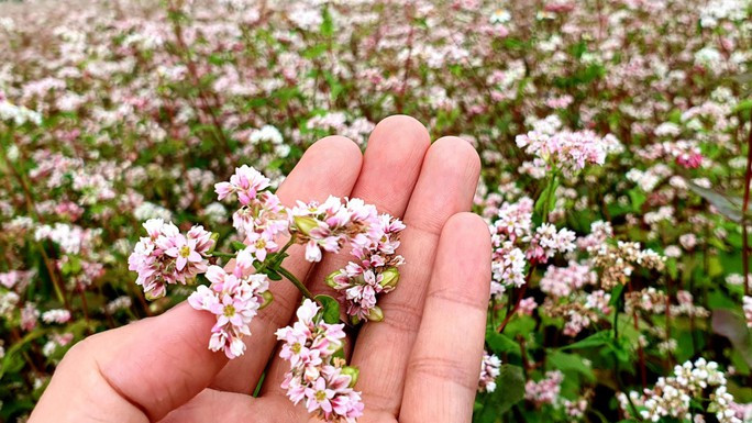 Ngỡ ngàng ngắm hoa tam giác mạch "trái mùa" ở Hà Giang